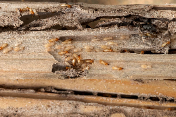 Best Emergency Pest Control  in South Venice, FL