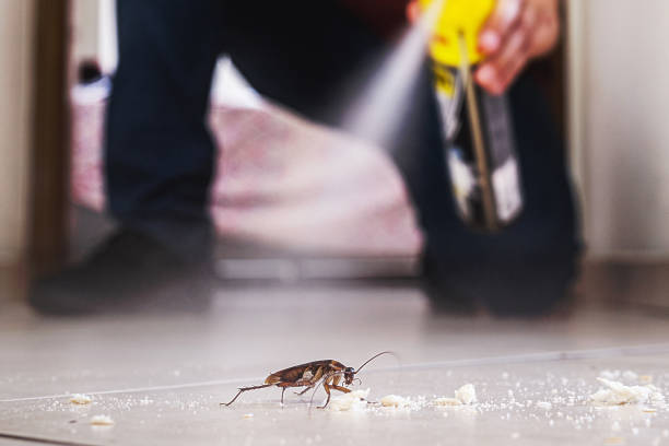 Best Flea Control Services  in South Venice, FL