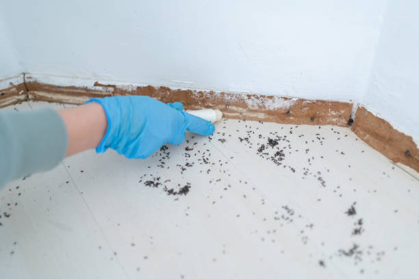 Trusted South Venice, FL Pest Control Experts